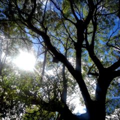 少年時代を思い出すこと。