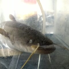 大人だからこそ、子供のように行動することが肝要。(＝大人たちは、子供のように、行動することを心奥で望んでいる。)