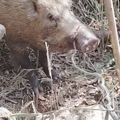 猪の鼻を狙う方法①👹👹👹👹👹