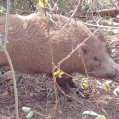 猪に罠がバレた場合👹👹👹👹👹
