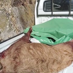 猪の鼻を狙う方法②👹👹👹👹👹