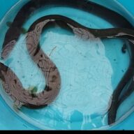 天然うなぎ捕獲