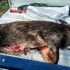 60kg 猪　討ち殺ッたりぃ〜〜💥💥💥💥