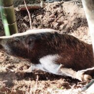 ３頭目、またしても６０kg