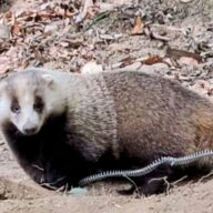 穴熊（まみんどう）捕獲