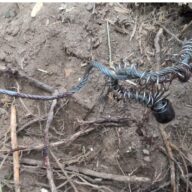 巨体猪のしわざか……。