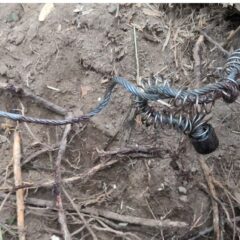 巨体猪のしわざか……。