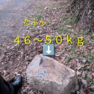 モーニンググローリー