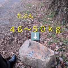 モーニンググローリー