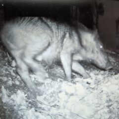 犯人わコイツだ！！