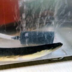 うなぎ