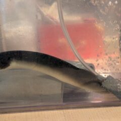 うなぎ